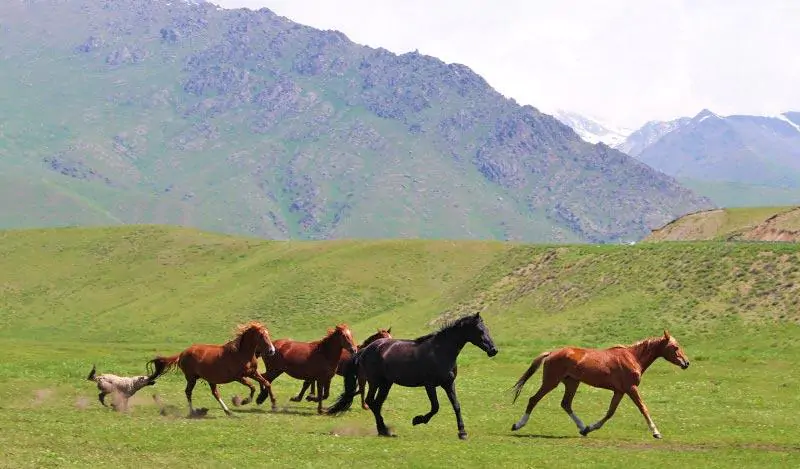 Долина Суусамыр