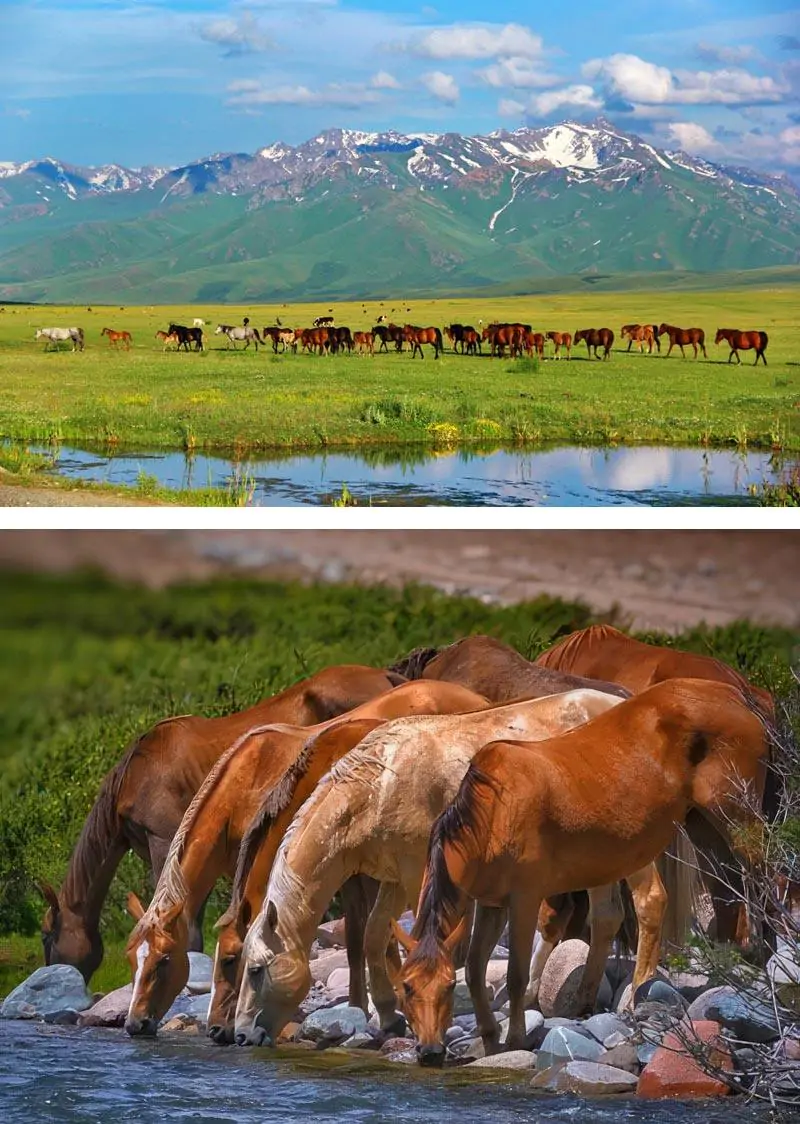 Выпас лошадей