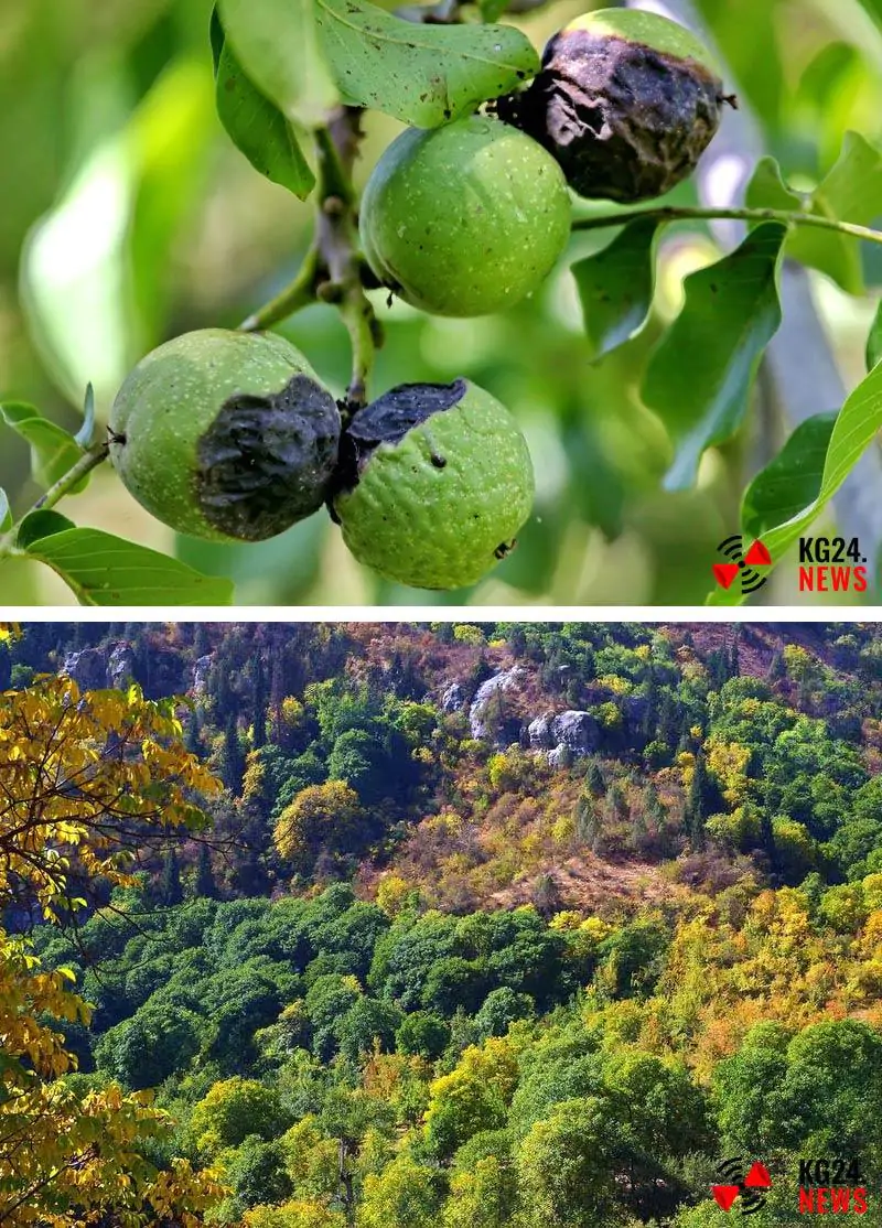 Ореховый лес