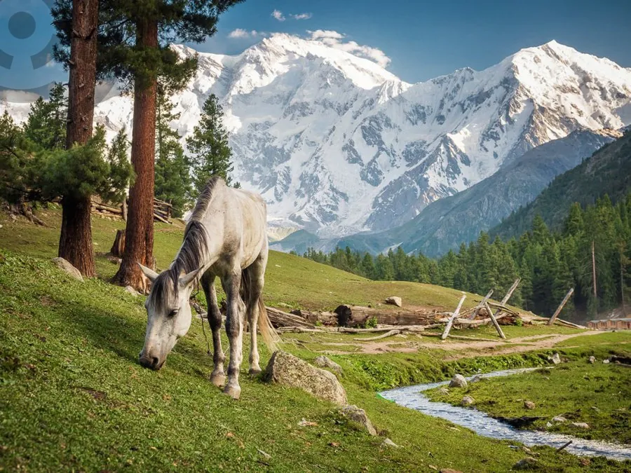 Садыр Жапаров призывает оставить детям красивые горные луга
