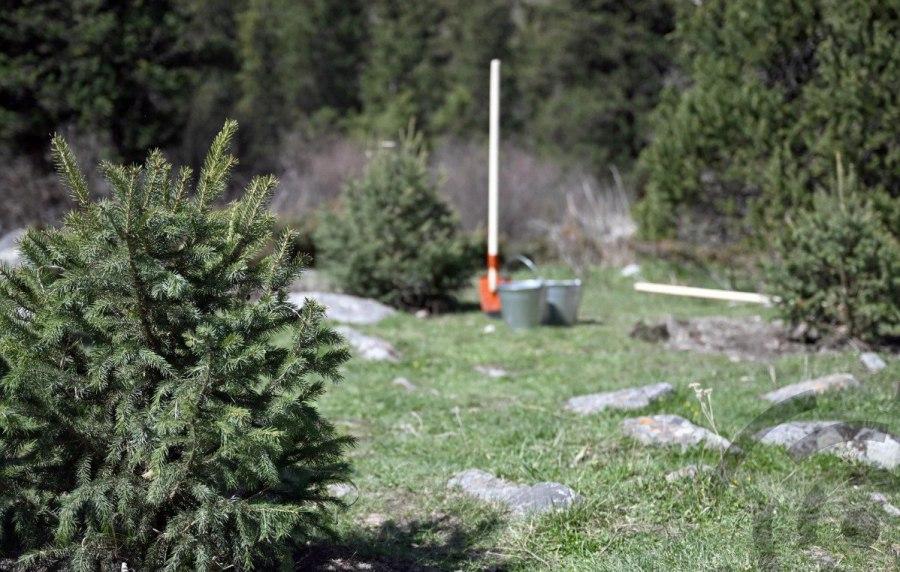 Лесопосадки КГЗ Изображение посадки малых деревьев