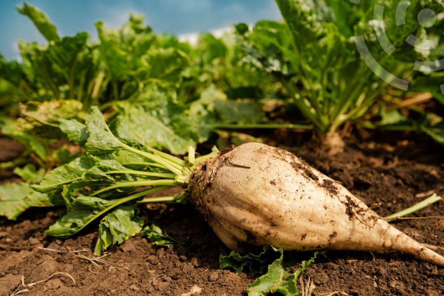 Сахарная свекла