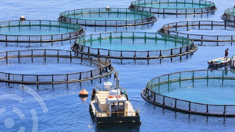 Процесс разведения рыбы