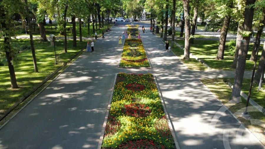 Озеленение города