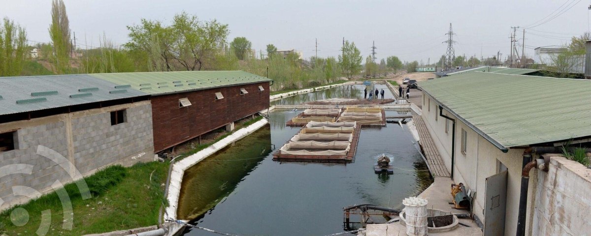 Разведение рыбы