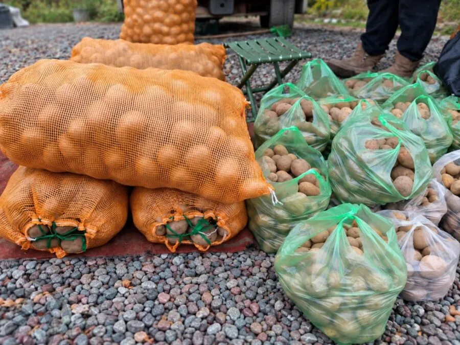 Картофель